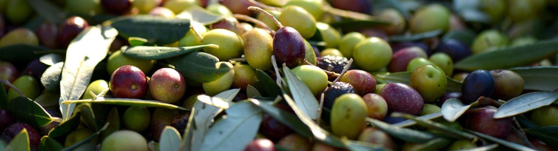 Scopri la gastronomia e i prodotti tipici della Liguria con noi!