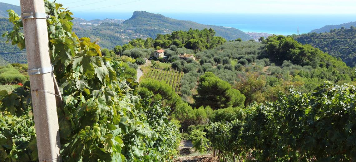 Visita Dolceacqua e degusta il tipico vino con il nostro tour