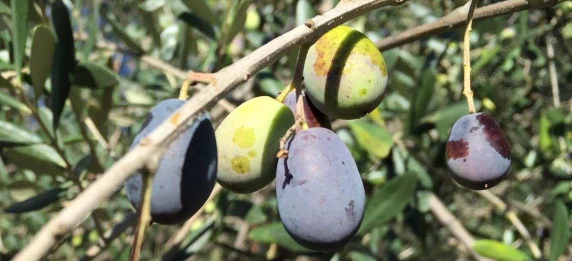 Tour alla scoperta di Taggia con degustazioni